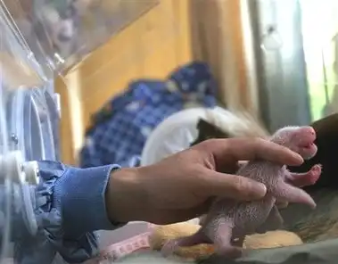 Что из него вырастит?