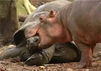 Смешные жывотные) Позитивная подборка)