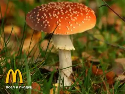 Поел и пиздец .