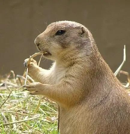 Милые суслики))) Мего позитив))