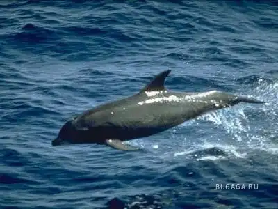Дельфины