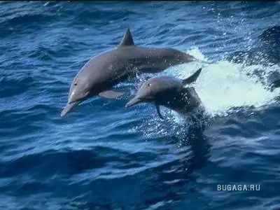 Дельфины