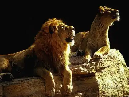 Львы и тигры