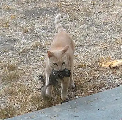 Кошка съела белку