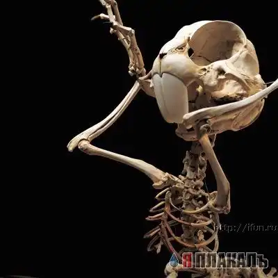 Скелеты мультяшек