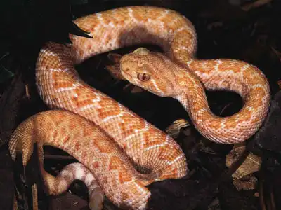 Гады ползучие...