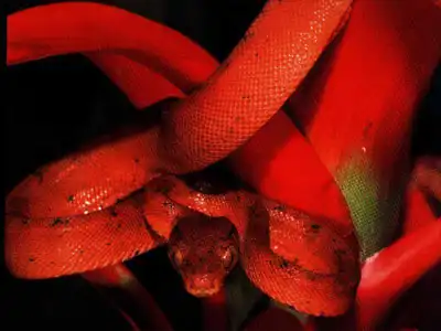 Гады ползучие...