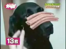 Саба истекает слюнями