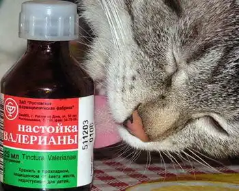 забавные фотографии