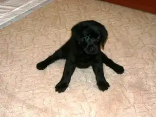 Моя собачка Джесси!