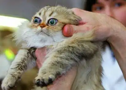 Забавные кошаки