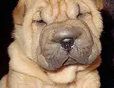 Мои любимые шар-пейки)))