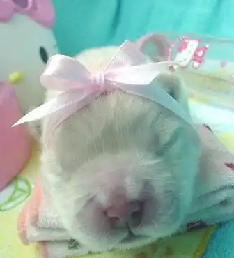 Детишки животных!!!!