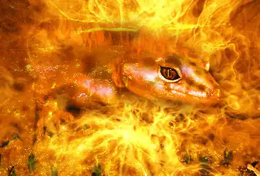 Саламандра