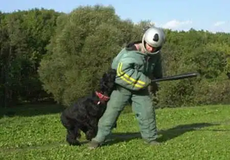 РИЗЕНШНАУЦЕР (нем. Riesenschnauzer, англ. Giant Schnauzer)