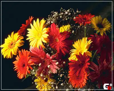 Цветочное настроение