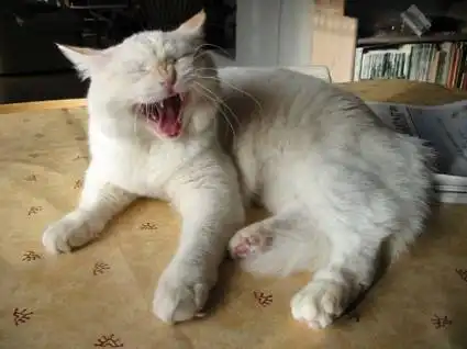 Кошки показывают зубки