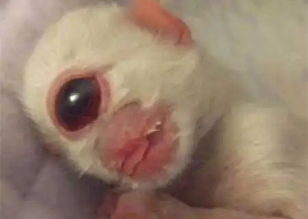 Животные-мутанты (фото)