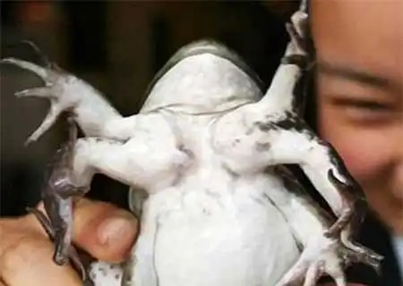 Животные-мутанты (фото)