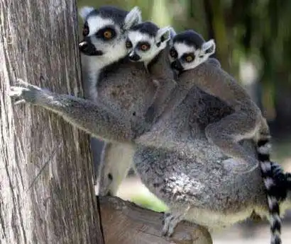 Любящие мамочки!!!!