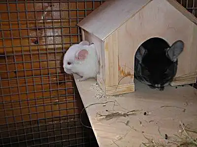 Шиншилла Длиннохвостая