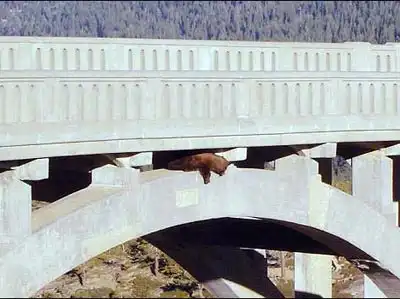 Как спасали медведицу.