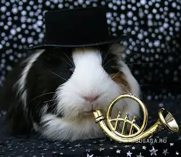 Морские свинки=)