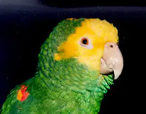 Тропические пернатые - ПОПУГАИ