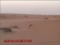 Кролик против ястреба