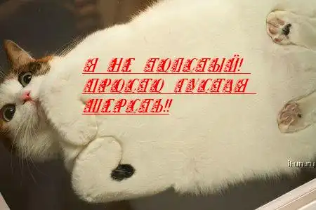 Коты!!