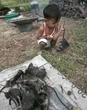 Как готовят крыс (13 фото)