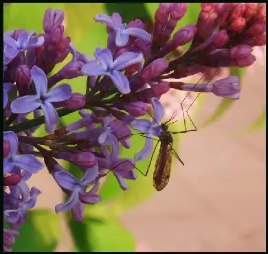 Комары... Макромир...