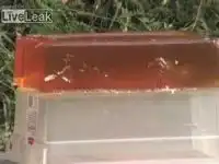 Калибр решает