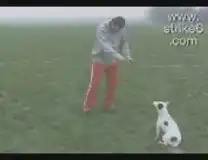 Пксик не промах!