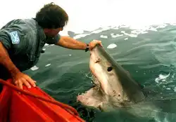 Акулы и Люди: только факты