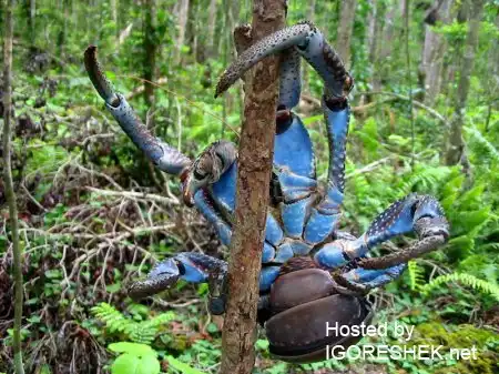 Крабы бывают разные...