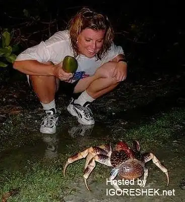 Крабы бывают разные...