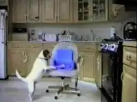 Умная собака