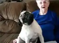 Внимательный слушатель. Позитивный мопс