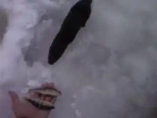 Норка, цуко, опасная.