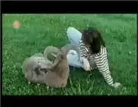 Эти забавные животные