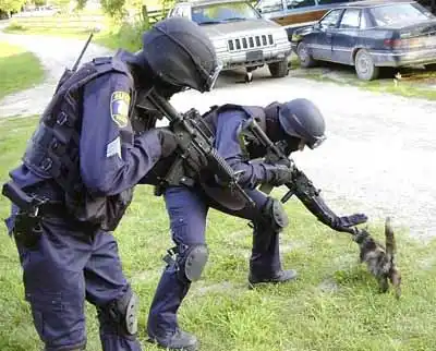 Фото приколы - Кошки