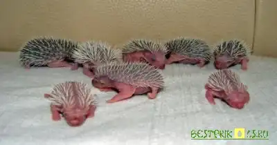 Маленикие ежики)