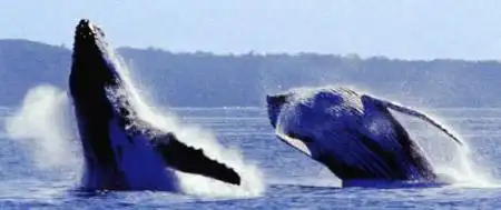 Тайны "дикого" секса: как животные делают "это"...