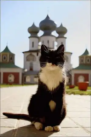 Коты, кошки и котята, милые зверята