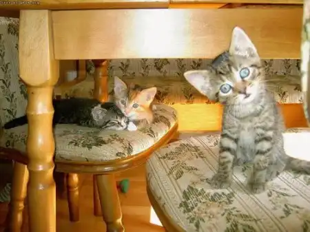 Коты, кошки и котята, милые зверята