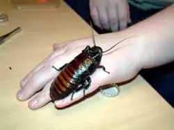 Мадагаскарский шипящий таракан