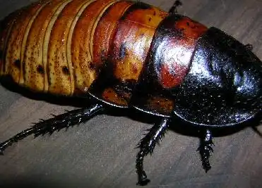 Мадагаскарский шипящий таракан