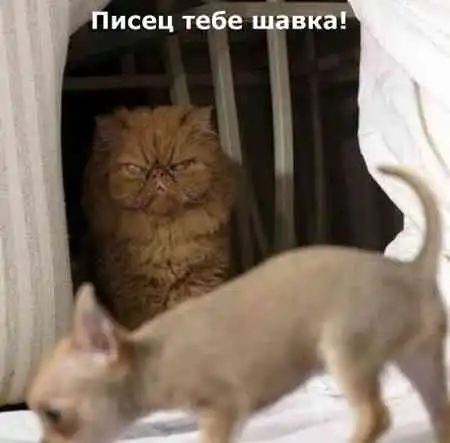 Живность моей квартиры