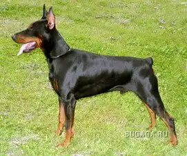 Любителям доберманов